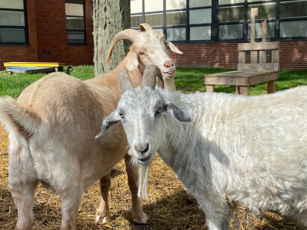 Wilson and Wendell, two Angora goats whose fur the students collect to make textiles. (Frank Mecham- The News-Herald)
