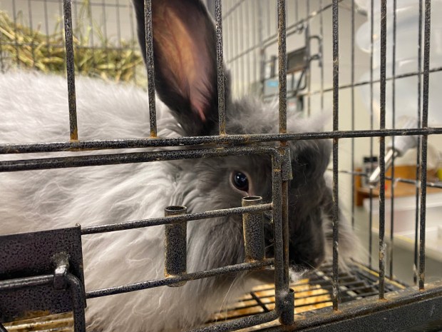 A French Angora rabbit, whose fur the students harvest for textiles. (Frank Mecham- The News-Herald)
