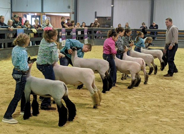 On May 28, Lake Metroparks Farmpark in Kirtland will host its next Spring Showdown Lamb Show. Learn more about the competition: goto.lakemetroparks.com/spring-showdown. (goto.lakemetroparks.com/spring-showdown)